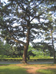 ｍｙ松の木